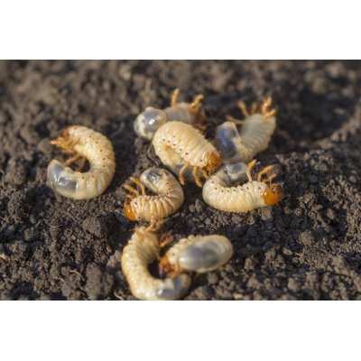 May-Bug Worm by Viktor_Kitaykin