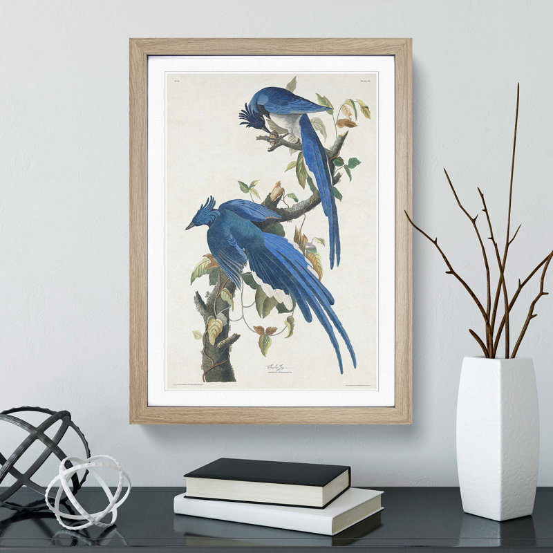 Columbia Jay by John Audubon - Picture Frame Painting, 36cm H x 27cm W x 2cm D, Oak Framed