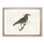 Starling by Von Wright - Framed Print-55615834-55615836