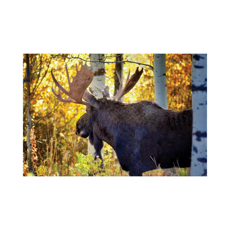 Teton Moose by Dennis Frates - Wrapped Canvas Gallery-Wrapped Canvas Giclée, 66.04 cm H x 45.72 cm W x 1.91 cm D