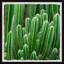 Prickly Field - Single Picture Frame Painting-1576584113
