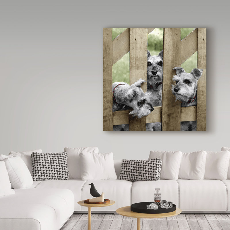 «Schnauzers» par Vilho, reproduction de photo sur toile tendue, H 35 po x l 35 po x P 2 po