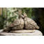 Bird Dove Garden Statue-13914268