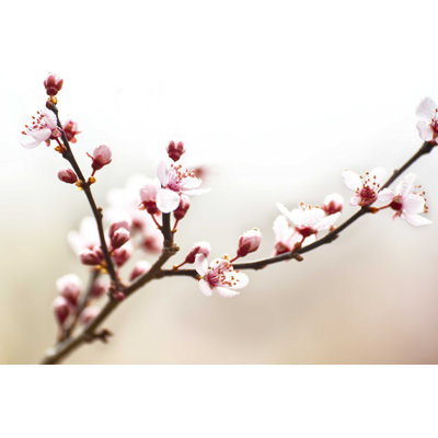 Étude de fleurs de cerisier I