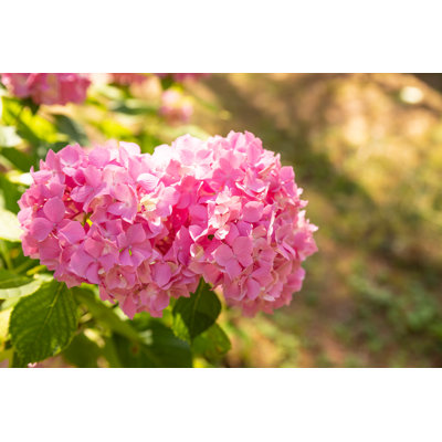 Pink Flowers In Summer - Wrapped Canvas Print