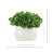 Succulent Arrangement in Ceramic Vase