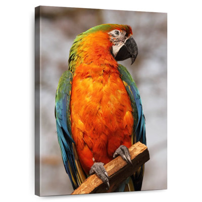Brampt Catalina Macaw