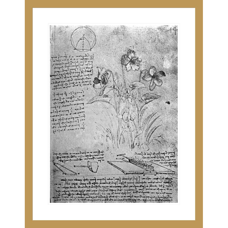 Études des altos (Viola odorata et Viola canina) fol. «14r from Manuscript B» par Leonardo da Vinci, impression giclée encadrée