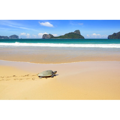 Sea Turtle On A Beach by Vidalidali - Wrapped Canvas Print