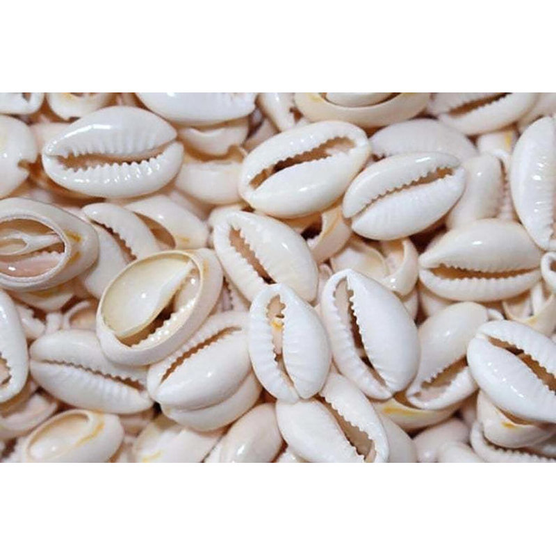 Cowry Shell Necklace Sculpture