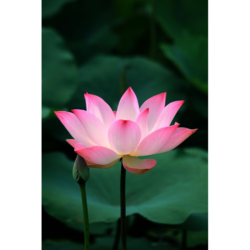 «Lotus sacré rose» par Thutruong - reproduction, H 12 po x l 8 po