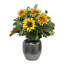 Sunflower Stem in Pot