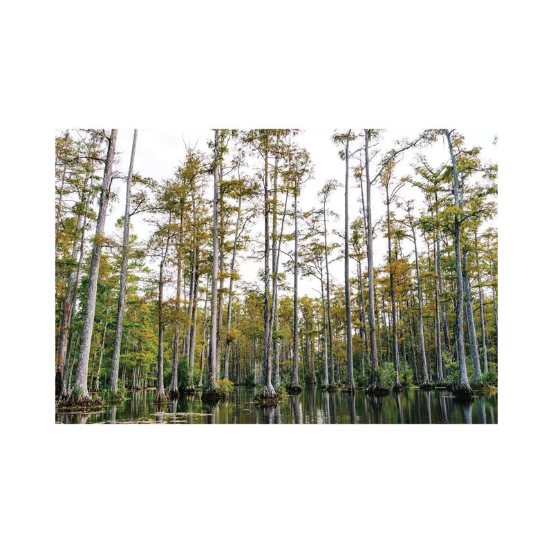 Charleston Cypress Gardens LII 1 Piece Wall Art on Canvas, 66.04cm H x 101.6cm W x 3.81cm D, Wrapped Canvas