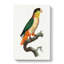 Black-Headed Parrot by F. Levaillant - Wrapped Canvas-55370933