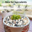 Natural Stone Landscape & Nature Garden Stone