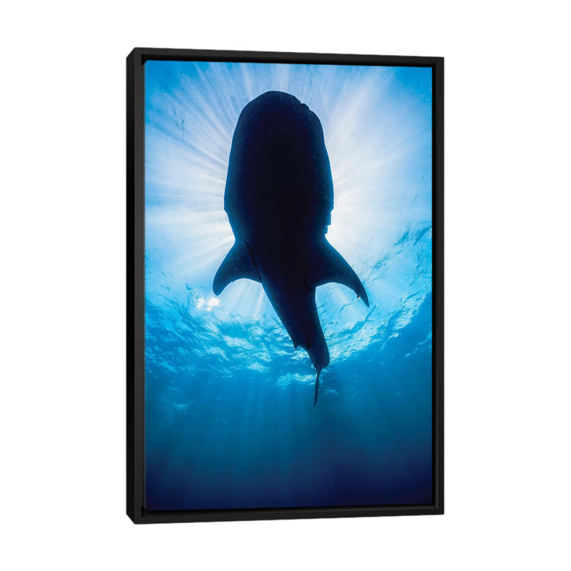" Whale Shark In Isla Mujeres, Mexico II " by Jennifer Idol, 26" H x 18" W x 1.5" D, Black Framed Canvas, No Mat