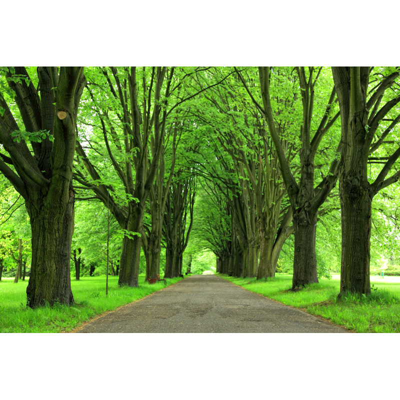 Trees by Macroworld - Wrapped Canvas Print, 20cm H x 30cm W x 3.8cm D