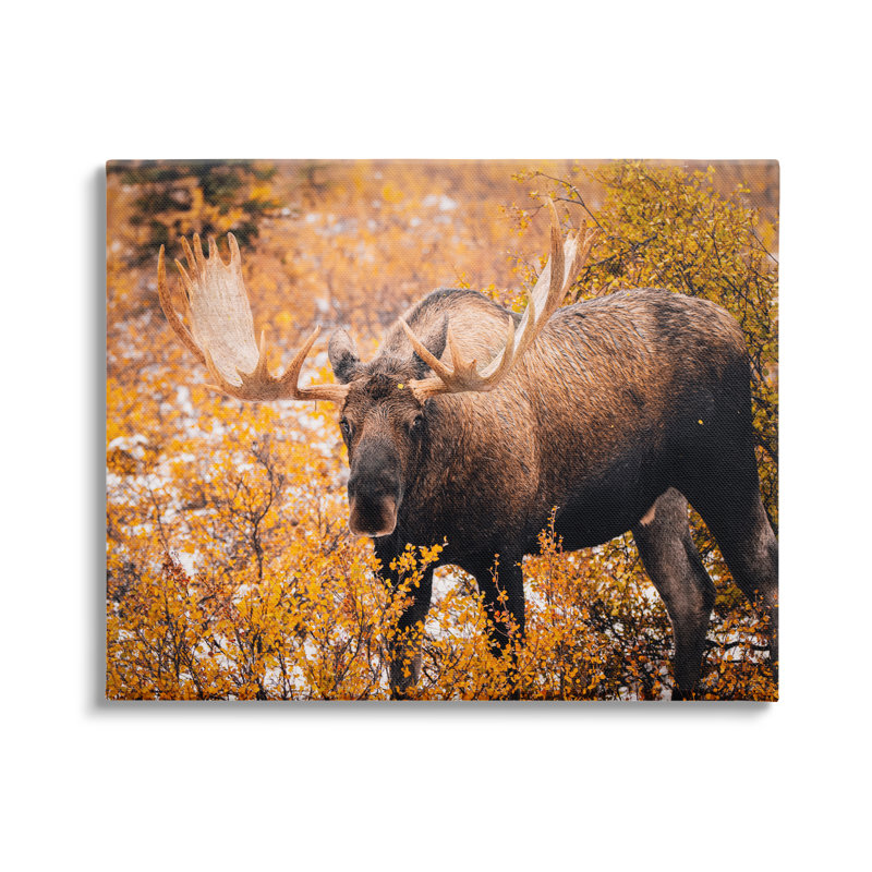 «Moose In Autumn Foliage» par Daniel Sproul, H 30 po x l 40 po x P 1,5 po