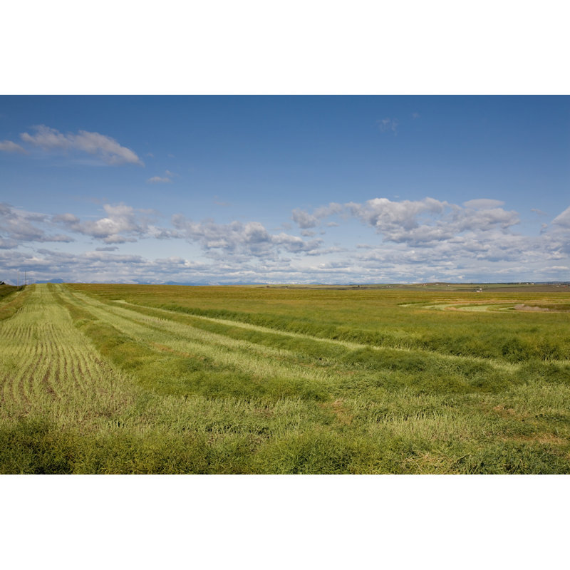 Matanna Prairie Series par Kira_Plett, H 8 po x l 12 po