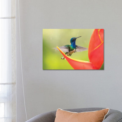 Costa Rica, Sarapique River Valley by Jaynes Gallery - Wrapped Canvas Gallery-Wrapped Canvas Giclée