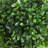 Zeigler 23.6'' H Artificial Boxwood Topiary Tree