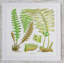 Brilliant Fern III Print
