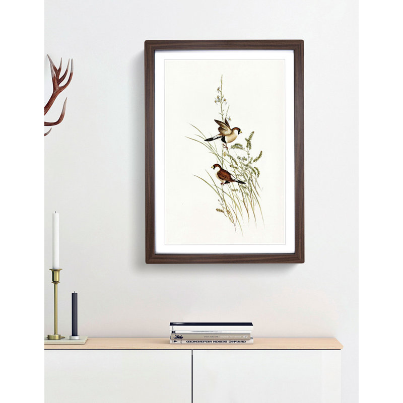 White-Eared Grass Finch Birds by Elizabeth Gould - Picture Frame Painting Print, Walnut Framed, 36cm H x 27cm W x 2cm D