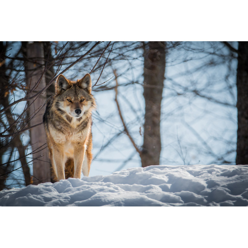Coyote - Photographie sur toile tendue, H 8 po x l 12 po