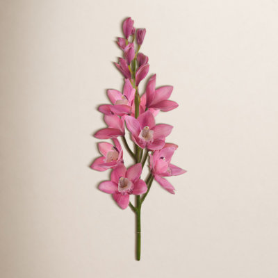 Cymbidium Orchid Stems