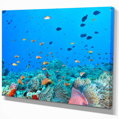 « colonie of maldives anemone fish », impression