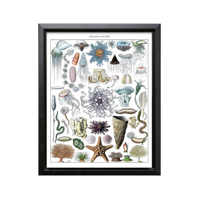 Adolphe Millot - Marine Biology