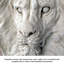 Statue de lion 22 po