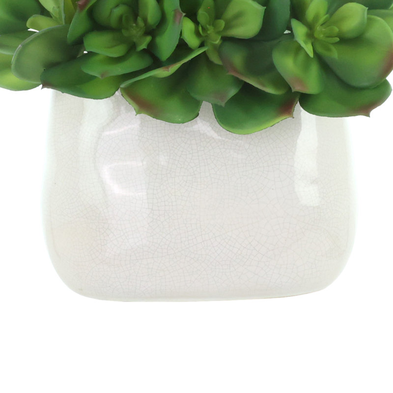 Succulent Arrangement in Ceramic Vase