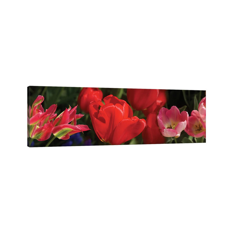 Close-Up Of Red Tulip Flowers IV - Wrapped Canvas Panoramic Print, 30.48 cm H x 91.44 cm W x 1.91 cm D