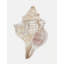 Sea Shell 12 Print-1684812094-1684812092
