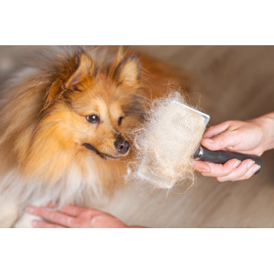 Grooming by Huettenhoelscher - Wrapped Canvas Print