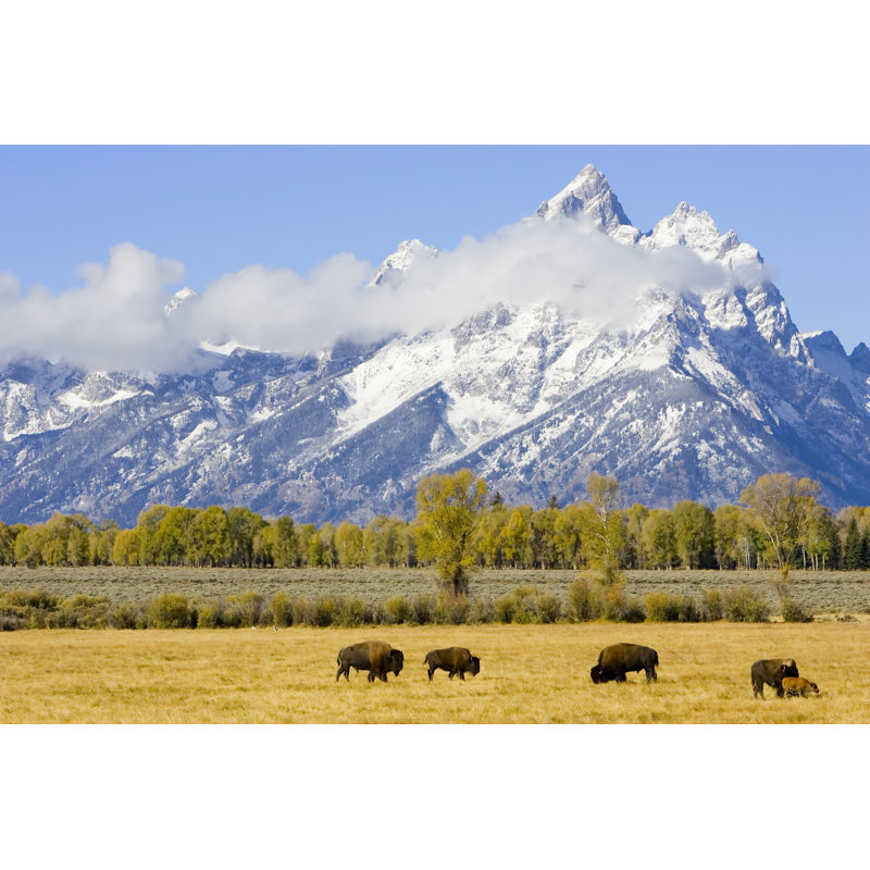 Bison by Dmathies - Wrapped Canvas Print, 20cm H x 30cm W x 3.8cm D