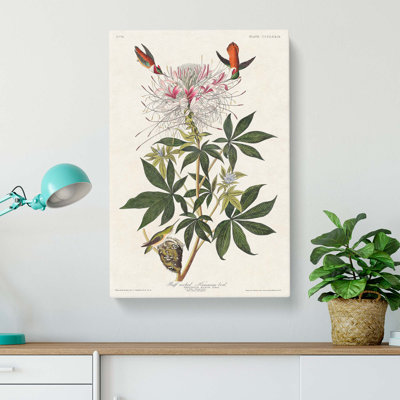 Ruff-Necked Hummingbirds by John Audubon - Wrapped Canvas