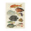 "Renard Tropical Fish VI" sur toile-98232787