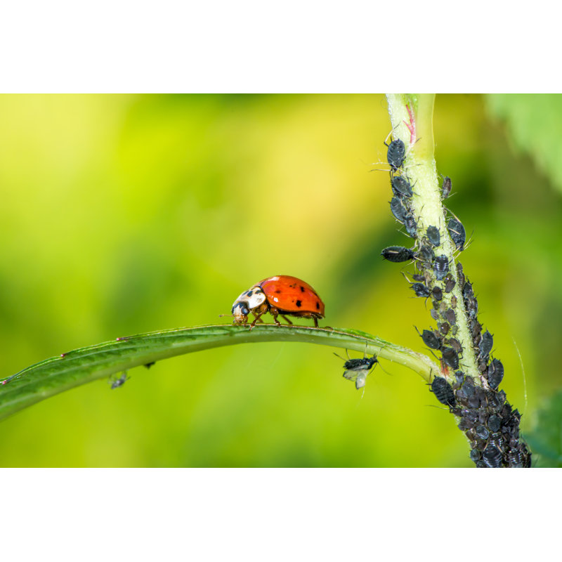 Singita Ladybug - Wrapped Canvas Print, 61cm H x 91cm W x 3.8cm D