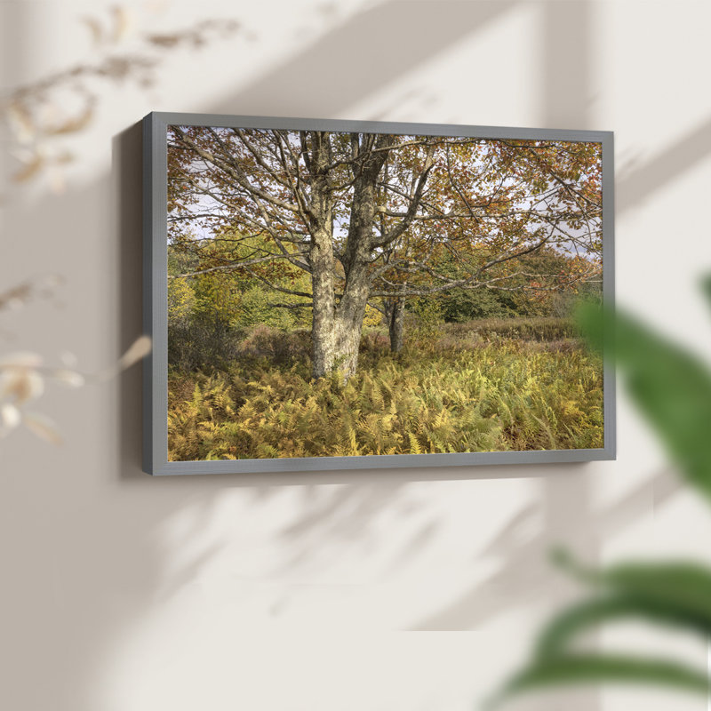 Maple and Ferns -Framed Print - Restickable