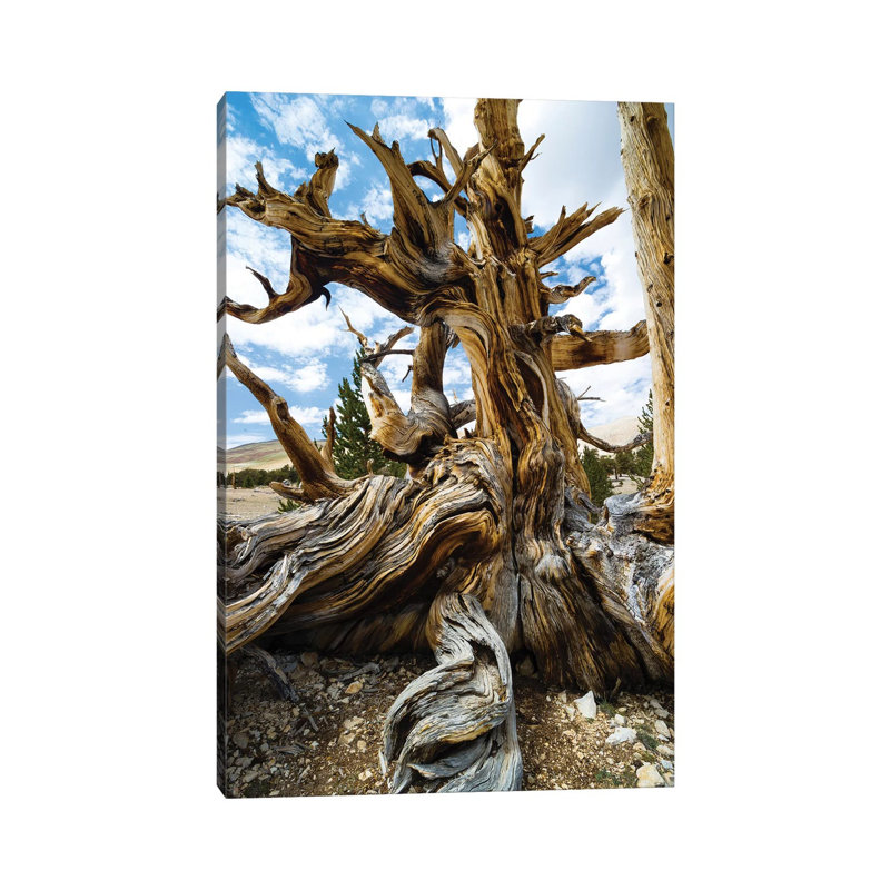 Ancient Bristlecone Pine Forest, White Mountains, Inyo County, California, USA II - Wrapped Canvas Print