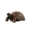Statue de jardin tortue