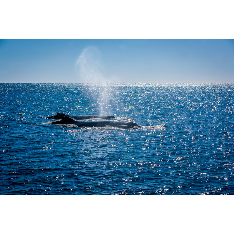 Killer Whales par Richardalock, H 24 po x l 36 po