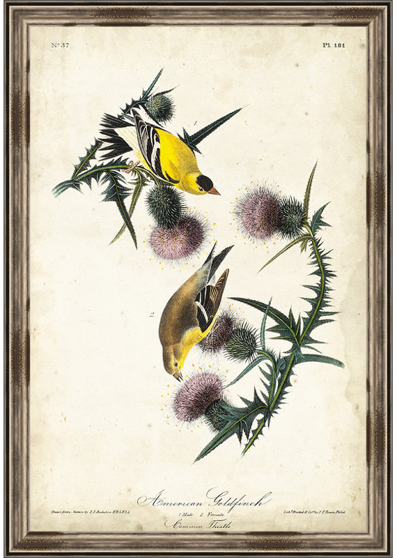 « american goldfinch », reproduction d’art encadrée
