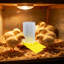 Automatic Water Feeder for Quail Chick Poultry Small Drink Dispenser for Cage, 6.69x3.94x2.76 in, White-131407939
