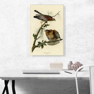 " Red Shouldered Hawk " by James Audubon Painting Print