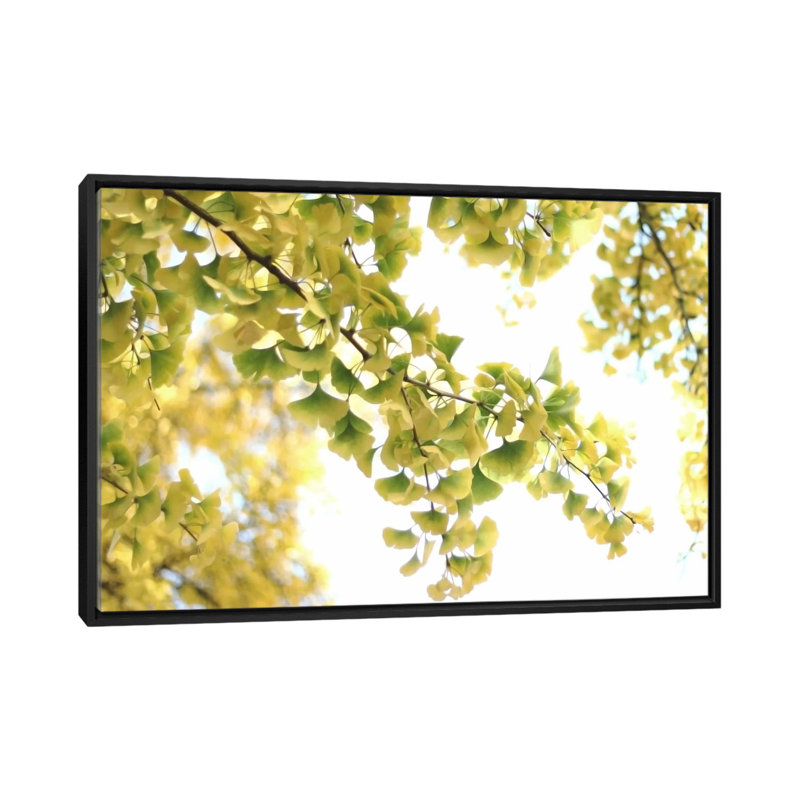 «Golden Ginkgo Biloba» par Alyson Fenneli - estampe numérique sur toile tendue avec châssis, H 40 po x l 60 po x P 1,5 po