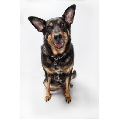 Tyson the Dog 1 Piece Wrapped Canvas Wall Art