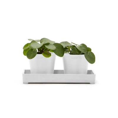 Jardinières en pot
